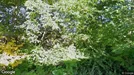 Lägenhet att hyra, Askim-Frölunda-Högsbo, Nergårdsvägen<span class="blurred street-number" onclick="ProcessAdRequest(6092281)"><span class="hint">Se väg-nr</span>[xxxxxxxx]</span><span class="hglt"> (endast byte)</span>