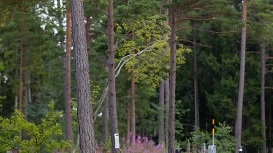 Tomter till salu i Gotland - foto 5