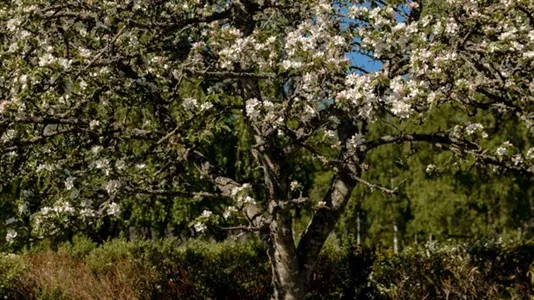 Lägenheter till salu i Växjö - foto 4