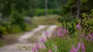 Tomt till salu, Gotland, Ljugarn, Enbärsvägen<span class="blurred street-number" onclick="ProcessAdRequest(4499474)"><span class="hint">Se väg-nr</span>[xxxxxxxx]</span>