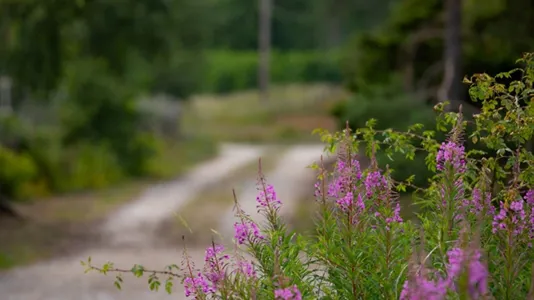 Tomter till salu i Gotland - foto 8